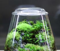 Rainforest Terrariums with Queens County Farm